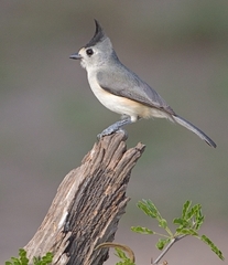 Black-crested Titmouse